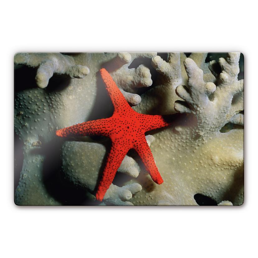 Tableau en verre - Étoile de mer rouge