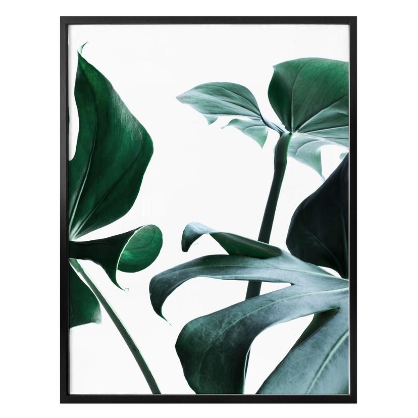 Plakat - Urban Jungle 03 - Monstera Deliciosa