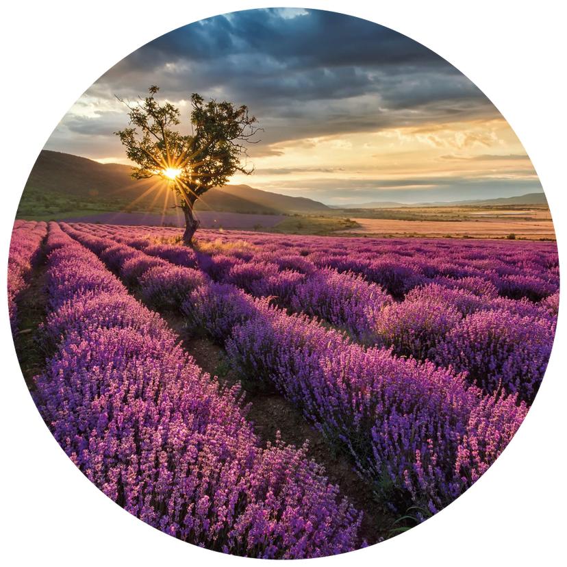 Fotomurale - Fiori di lavanda in Provenza - carta da parati in tessuto non tessuto/carta da parati i