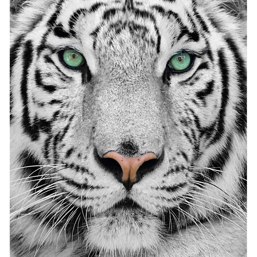 Fotomurale Gorgeous Sumatran Tiger - 240x260 cm
