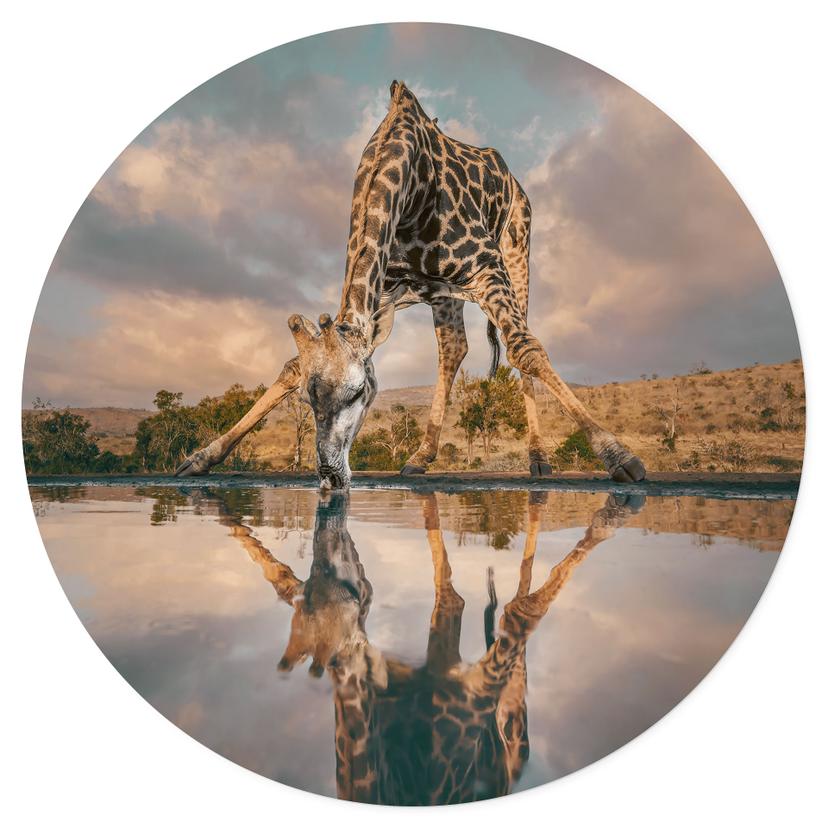 Adesivo murale raffigurante una giraffa in libertà - Amtmann - Round
