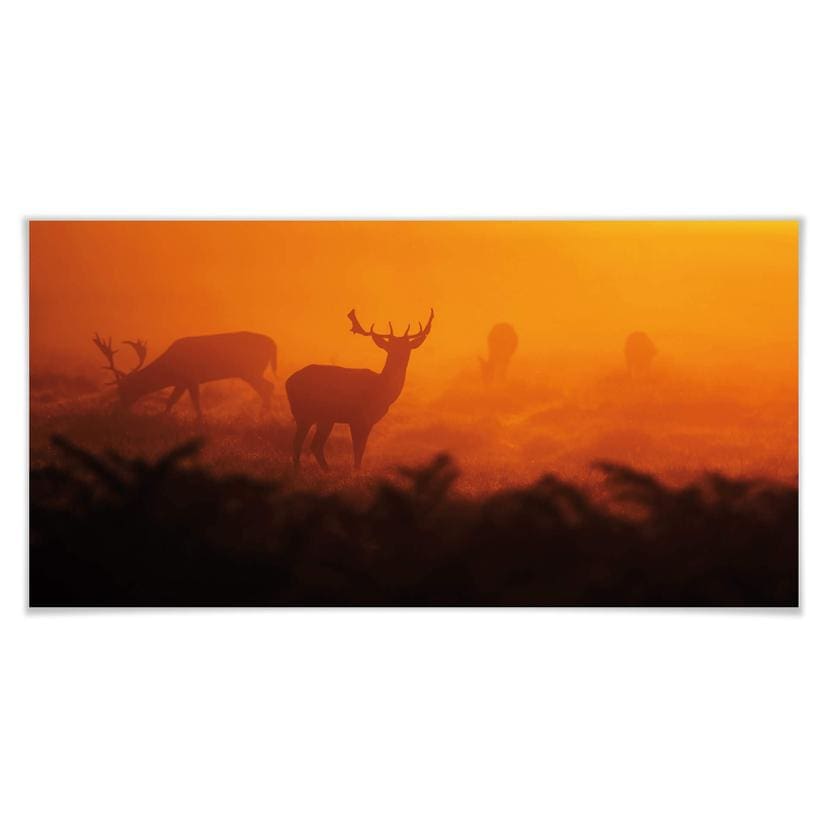 Poster - Cerfs au coucher de soleil - Panorama