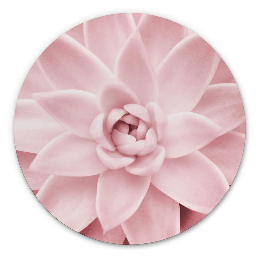 Tableau sur alu-Dibond rond Sisi & Seb - Succulente rose
