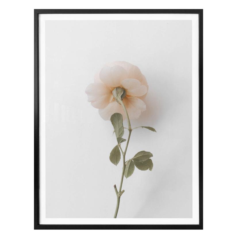 Plakat - Annie - The Rose