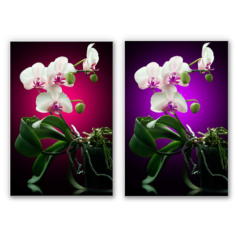Wanddecoratie Forex Prachtige Orchidee