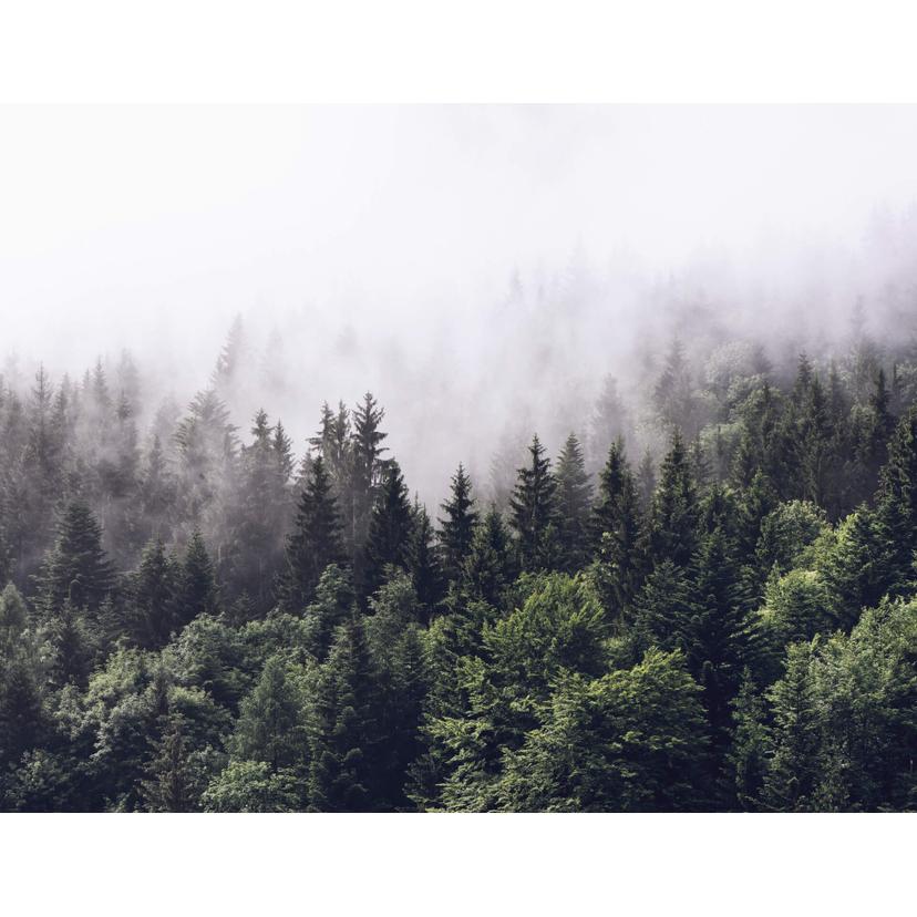 Fotomurale – Nebbia