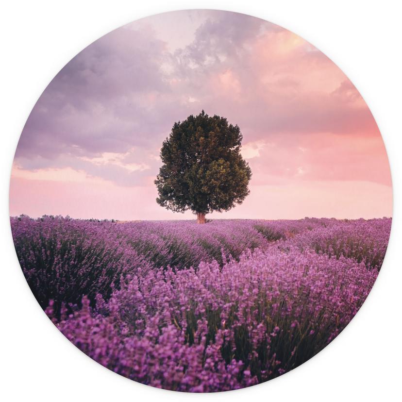Fotomurale tondo Campi di lavanda viola al tramonto - Cevik - carta da parati in tessuto non tessuto