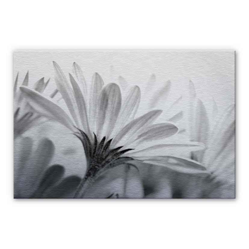 Tableau en Alu-Dibond - Pâquerette