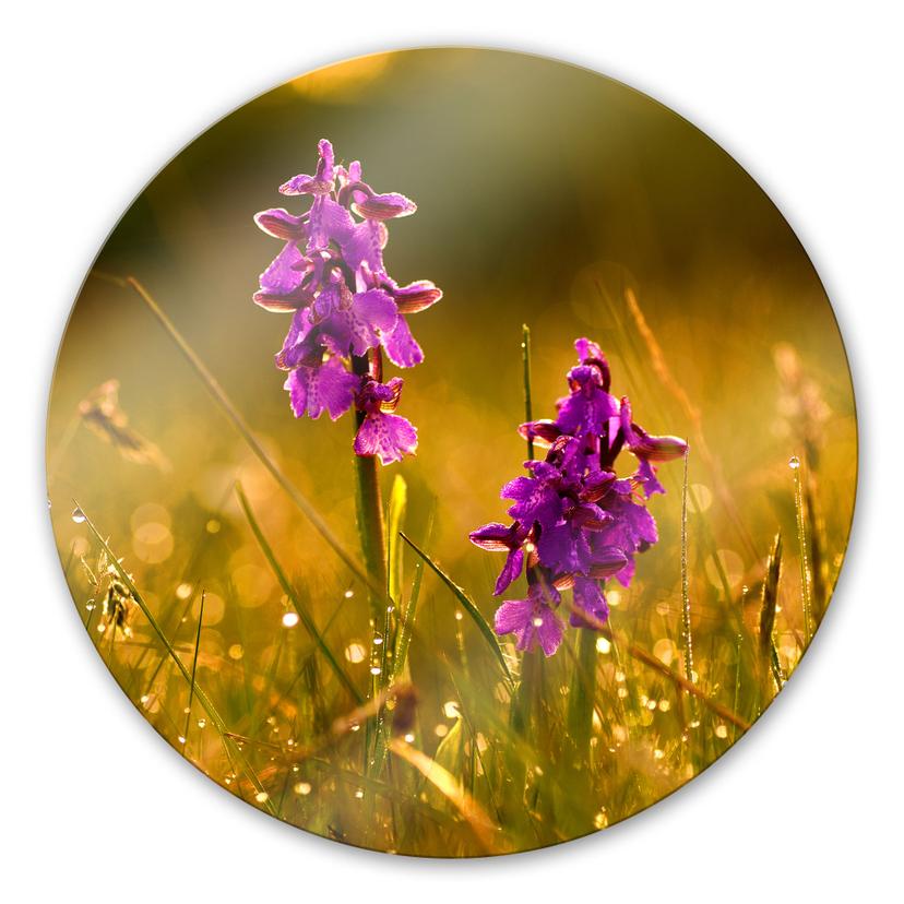 Tableau en verre - Feurs à la rosée du matin - Rond