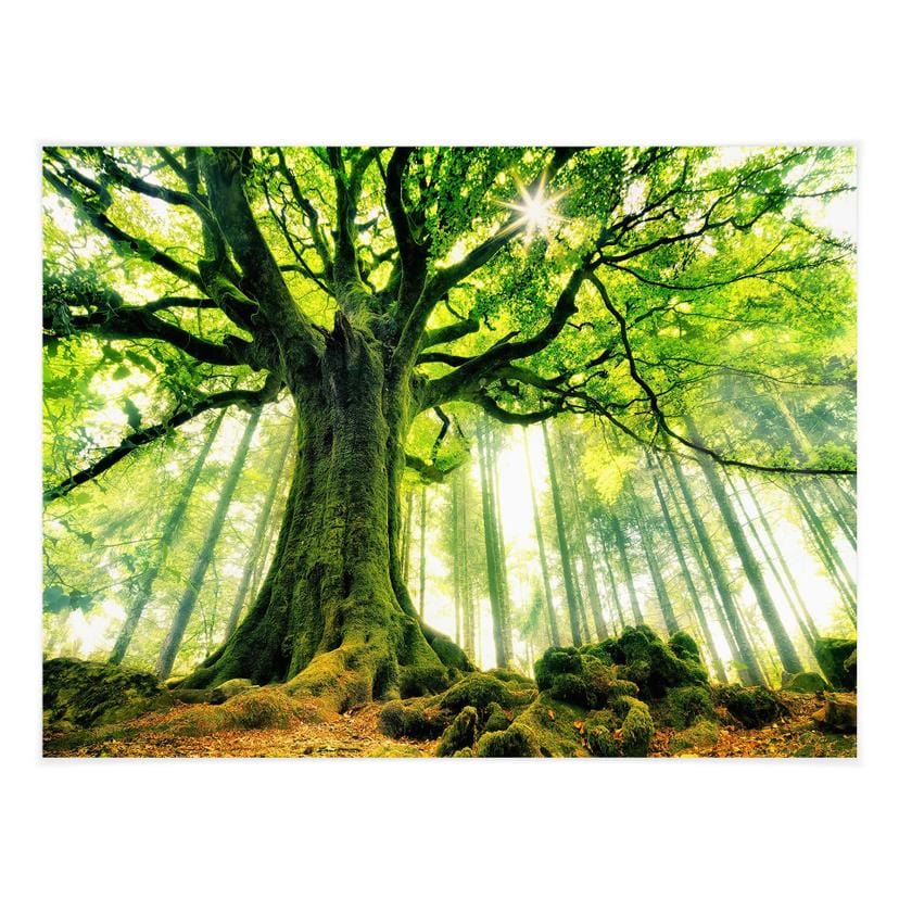 Poster Kiciak - Il bosco delle fiabe