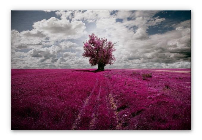 Tableau en Alu-Dibond - The Lonely Tree