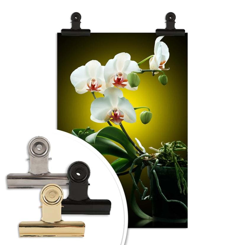 Poster - Floraison  d'une orchidée