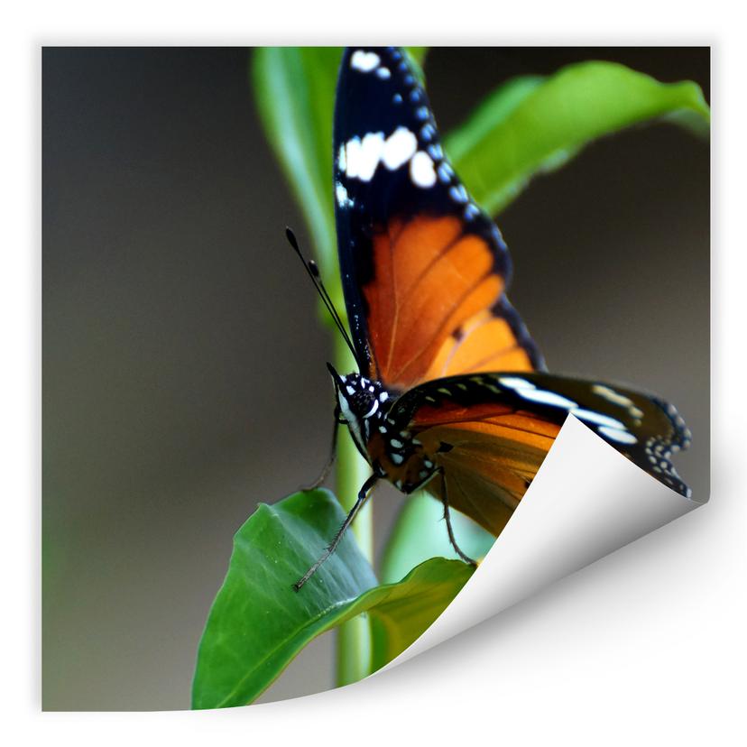Zelfklevende Poster - Little Butterfly