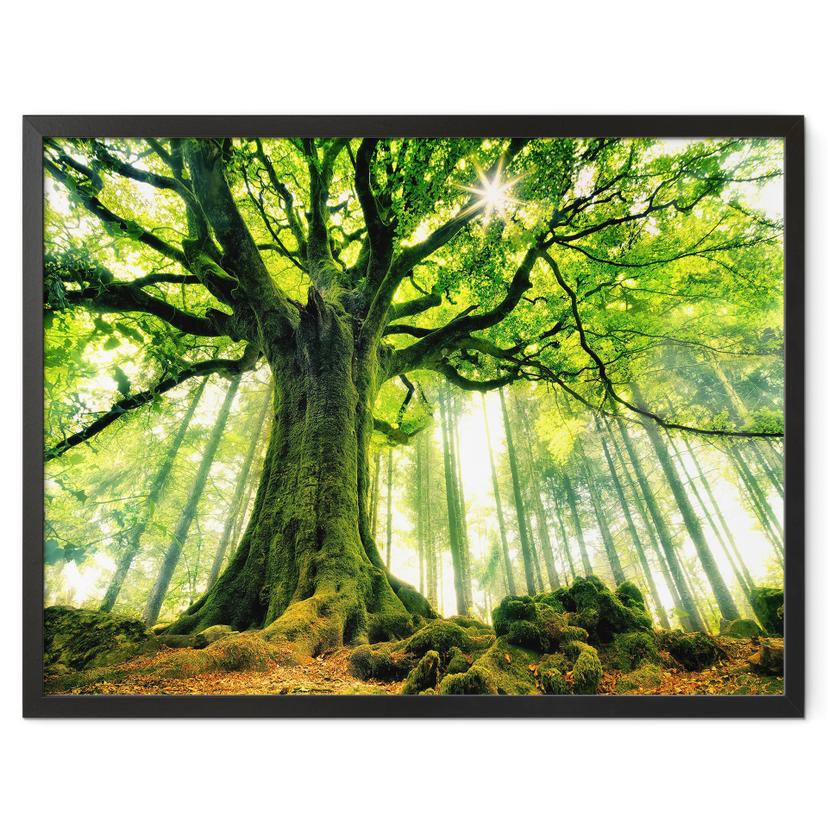 Póster Kiciak - Bosque de cuento de hadas