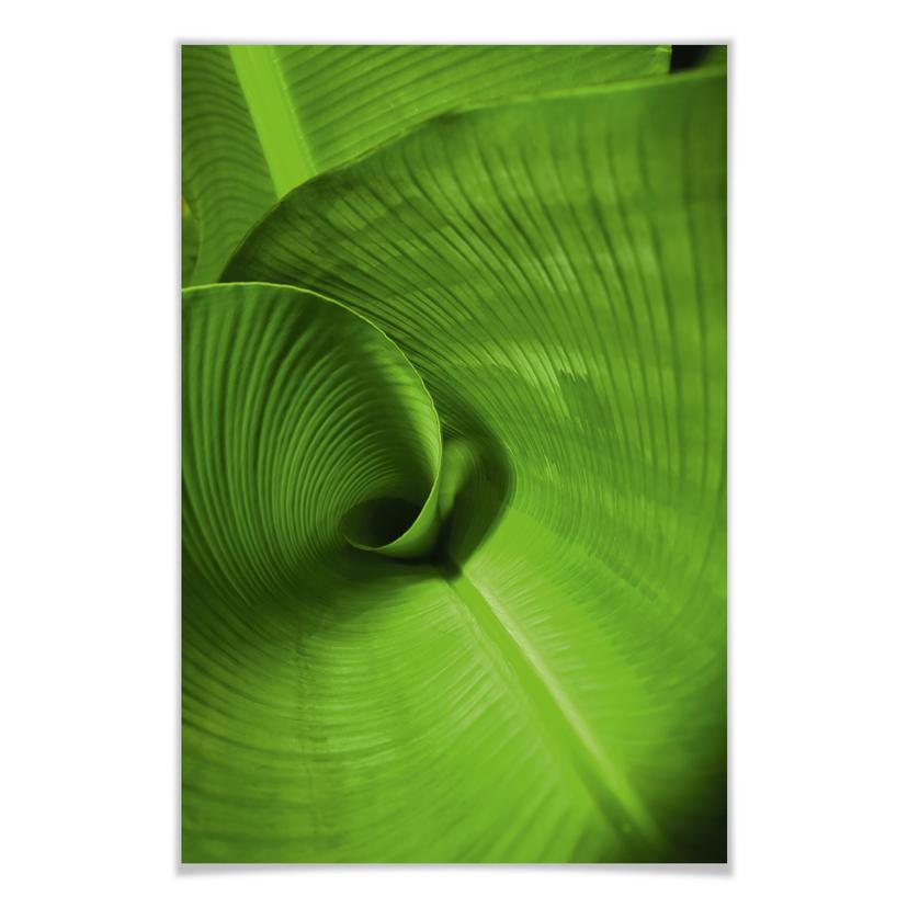Poster - Feuille de banane