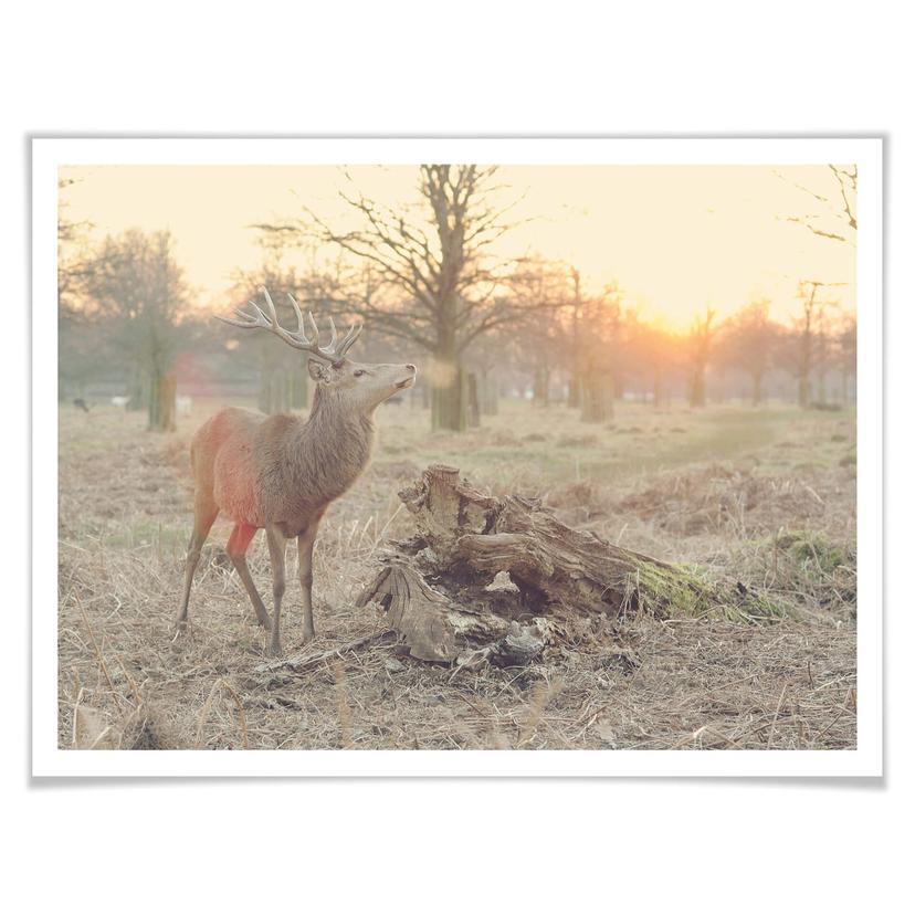 Frosty morning poster