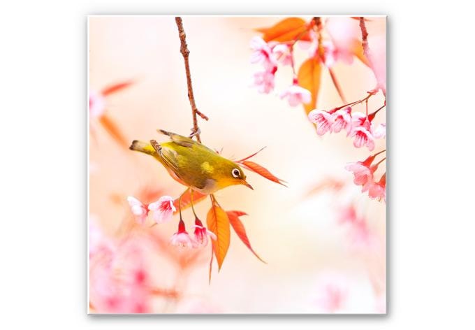 Tableau Forex - Oiseaux qui pépient dans les fleurs de cerisier - carré