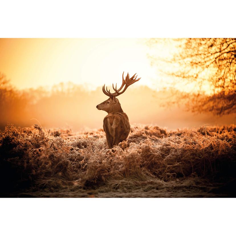 Fototapete Majestätischer Hirsch