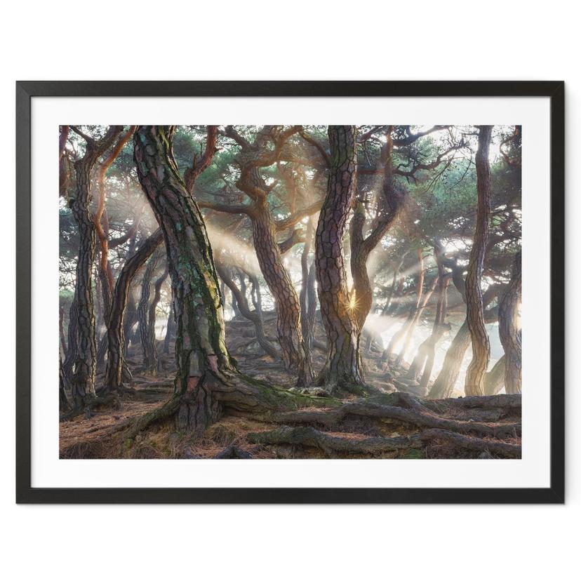 Póster Bosque sagrado de pinos - Ryu