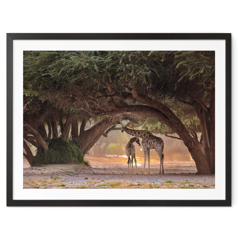 Póster D'Amico - Dos jirafas en la sabana de Namibia