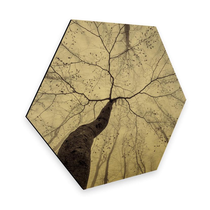 Hexagon Alu-Dibond Goudeffect Pavlasek - Hoog in de Bomen