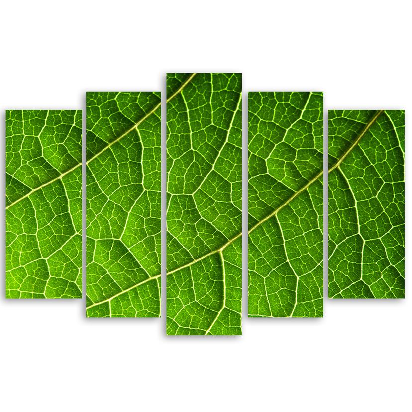 Stampa su tela 5 pezzi, foglie verdi natura