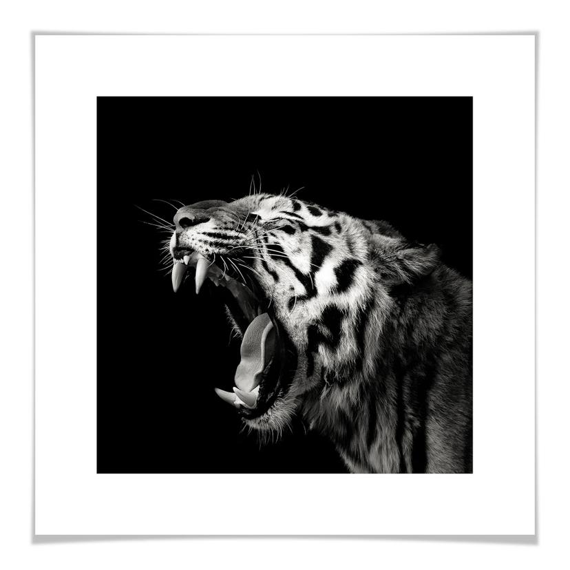 Póster Meermann - El Tigre - cuadrado