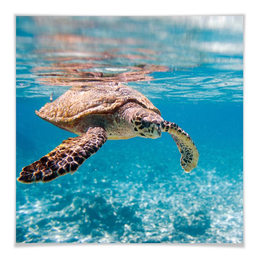 Póster tortuga viajera - cuadrado