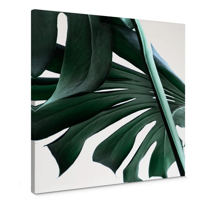 Lienzo Jungla Urbana 02 - Monstera Deliciosa - Cuadrado