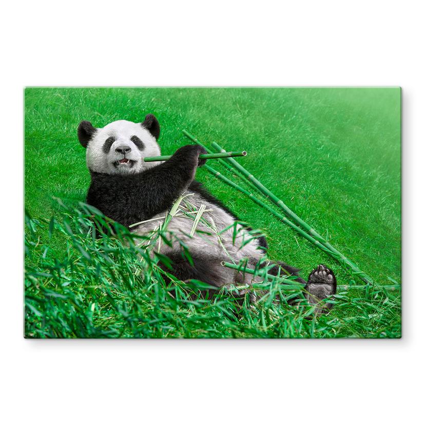 Pannello paraschizzi – Ben Heine- Panda