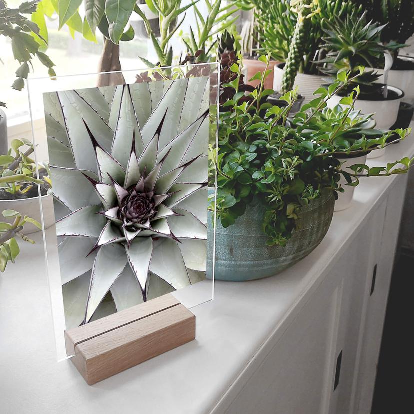Decoro acrilico + supporto Agave 01