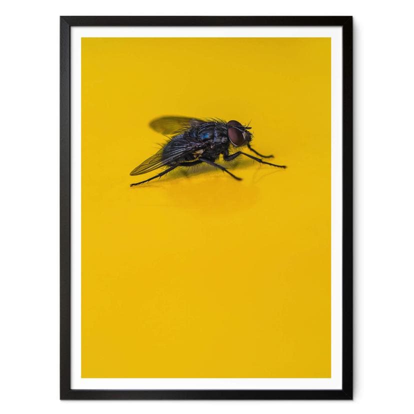 Poster Brown - La mouche