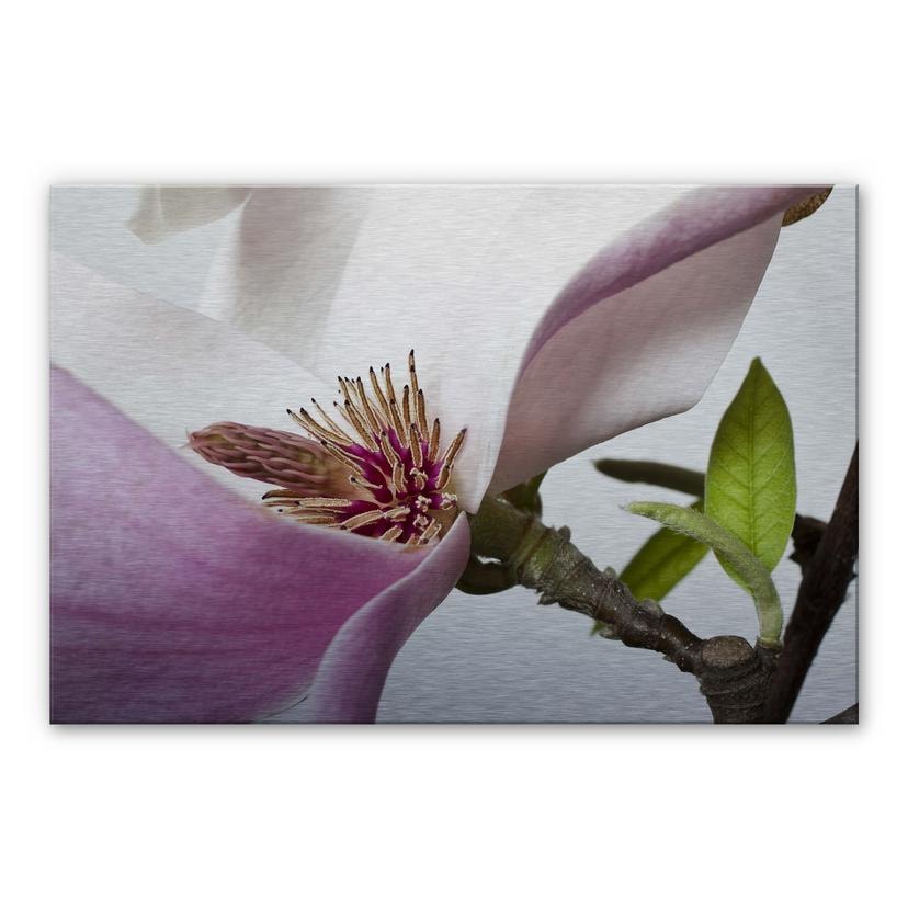 Tableau en Alu-Dibond - Magnolia