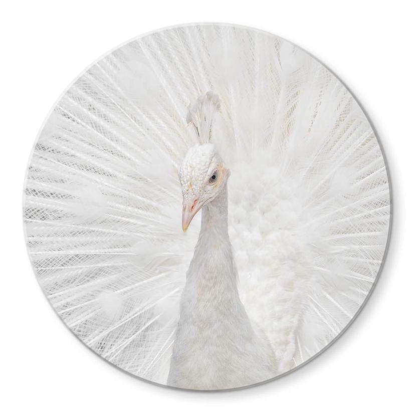 Tableau sur verre Fegari - Paon blanc - Rond