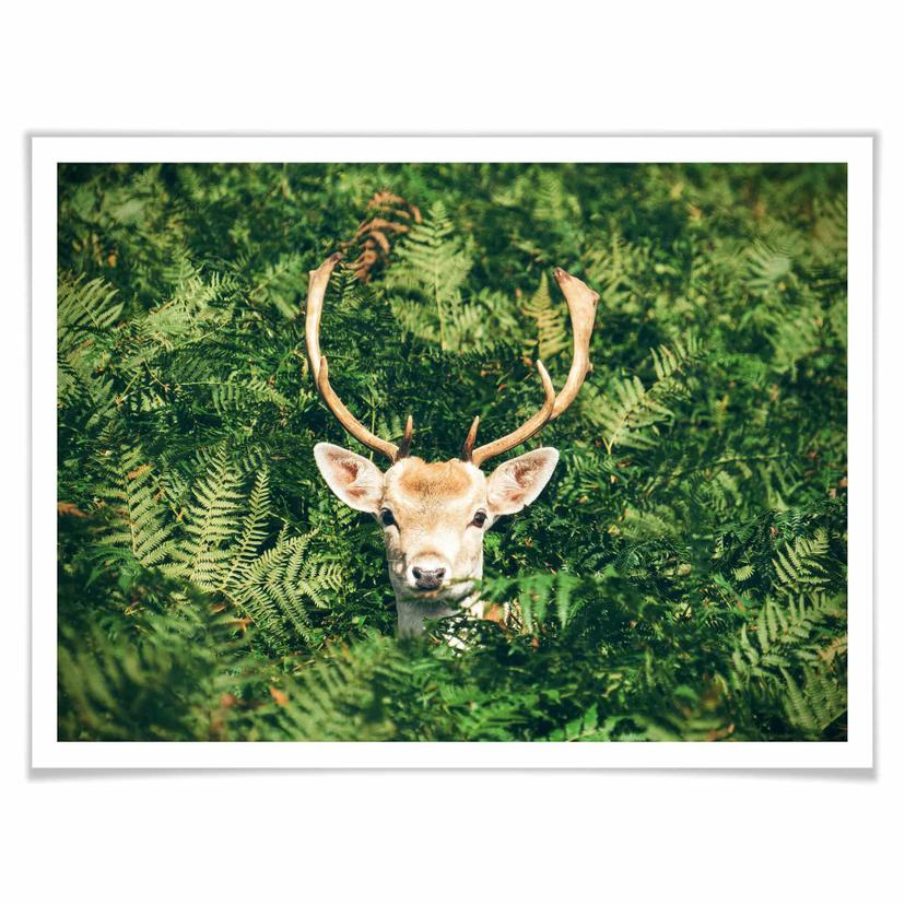 Poster kurragömma i skogen