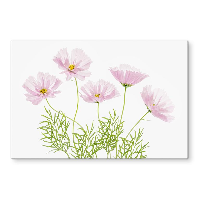 Pannello paraschizzi Disher - Fiori estivi