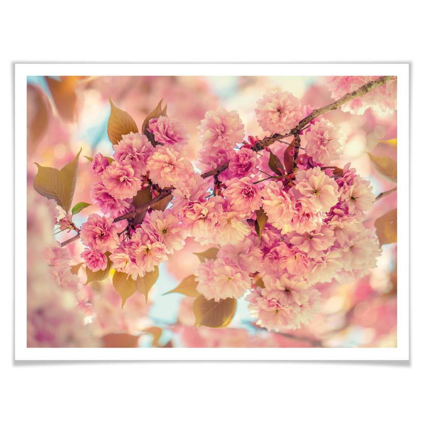 Poster Delgado - Fleurs de cerisier