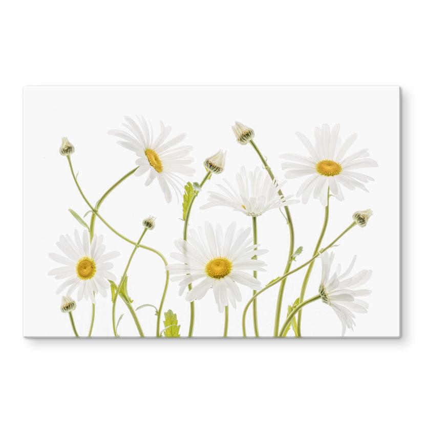 Spatscherm Disher - Ox eye Daisies