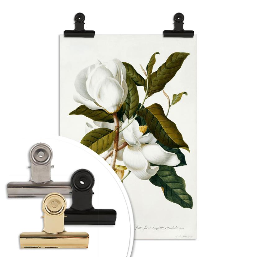 Poster Ehret - Magnolia