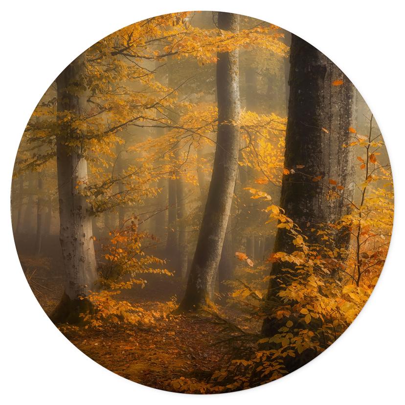 Vinilo decorativo Hojas doradas en un bosque brumoso - Maier - Redondo