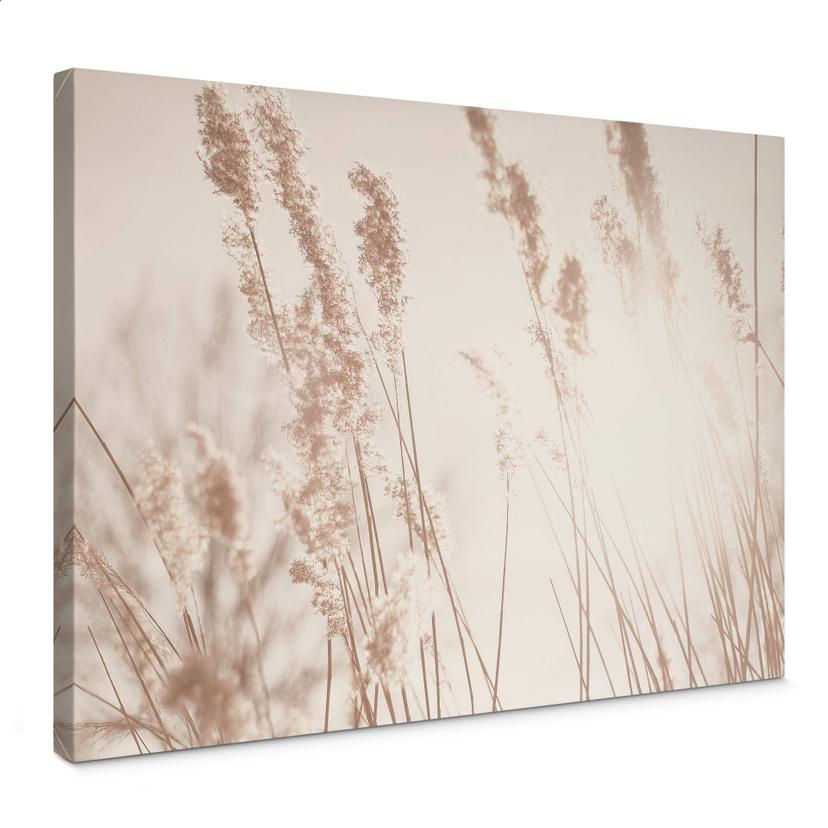 Tableau sur toile Graminées au soleil