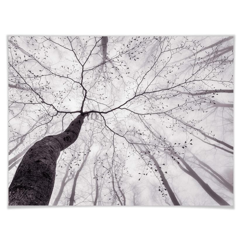 Poster Pavlasek - Vers la cime des arbres