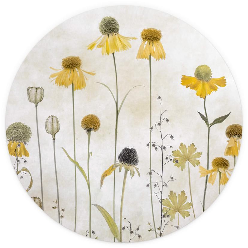 Fototapet med blommor Solros Rund - Disher - non-woven tapet/självhäftande non-woven tapet