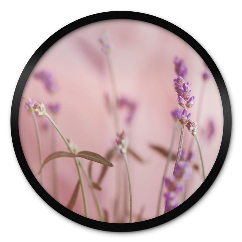 Póster Delicate Lavender - Redondo