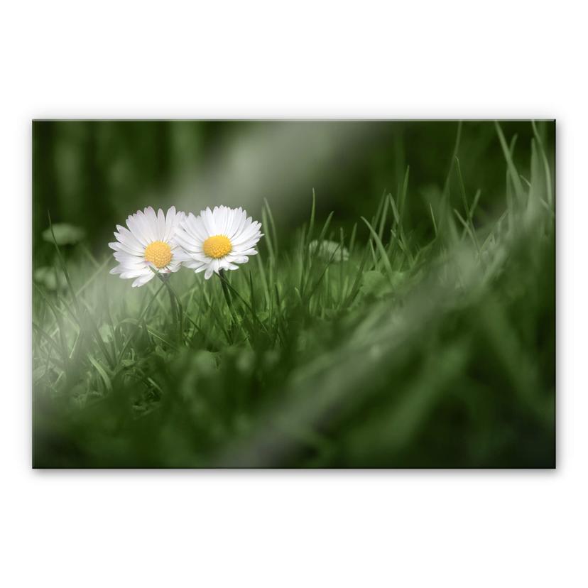 Akrylbillede Ben Heine - To margueritter