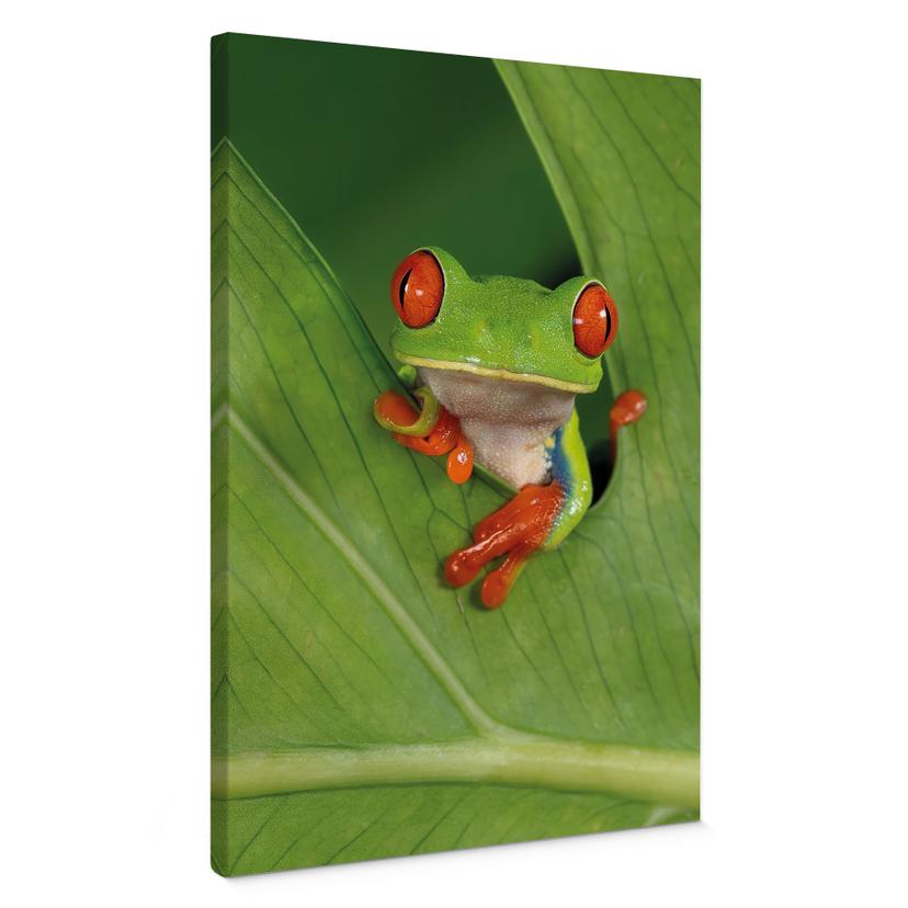 Canvasbillede Løvfrø i regnskoven - van Duijn
