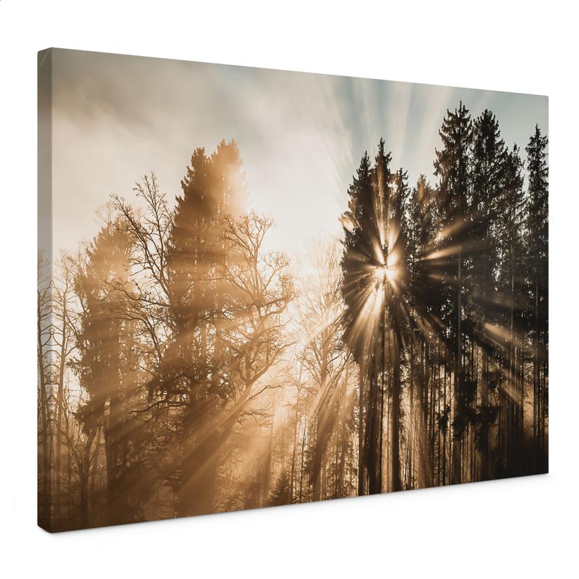 Canvasbillede Natur - Lysstråler i skoven - Eisenmann