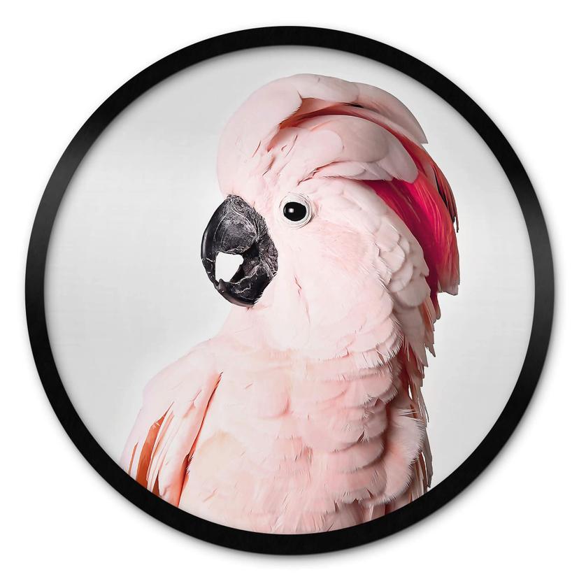 Plakat Sisi & Seb - Pink Cockatoo