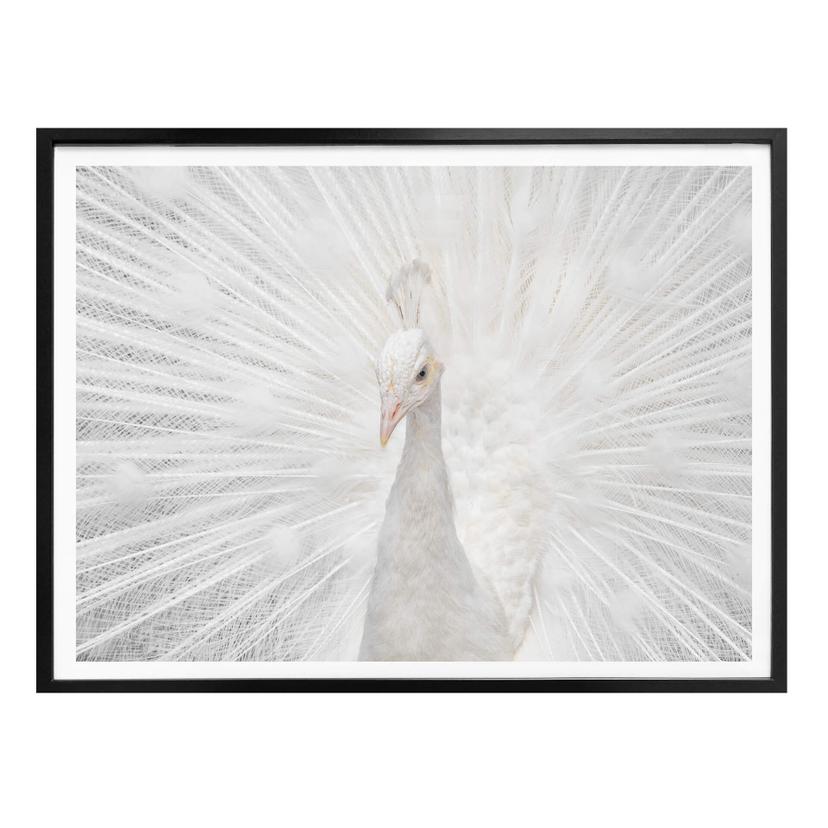 Poster Fegari - Paon blanc