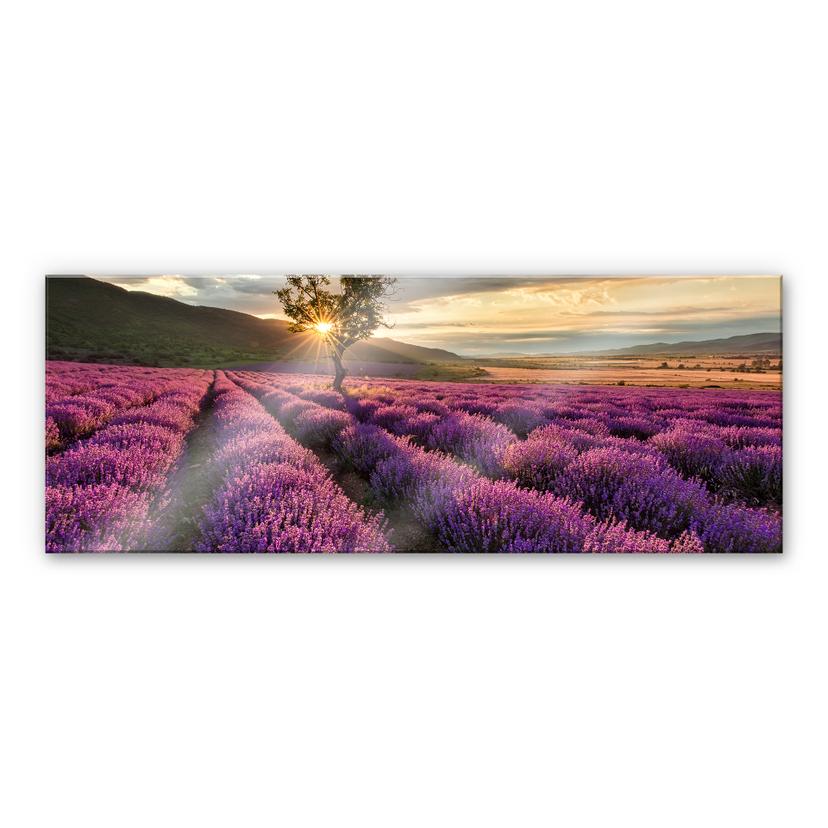 Akrylbillede Lavendelblomst i Provence - Panorama 01
